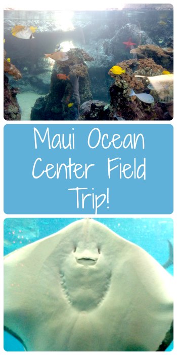 The Maui Ocean Center is a great place for a field trip on vacation!