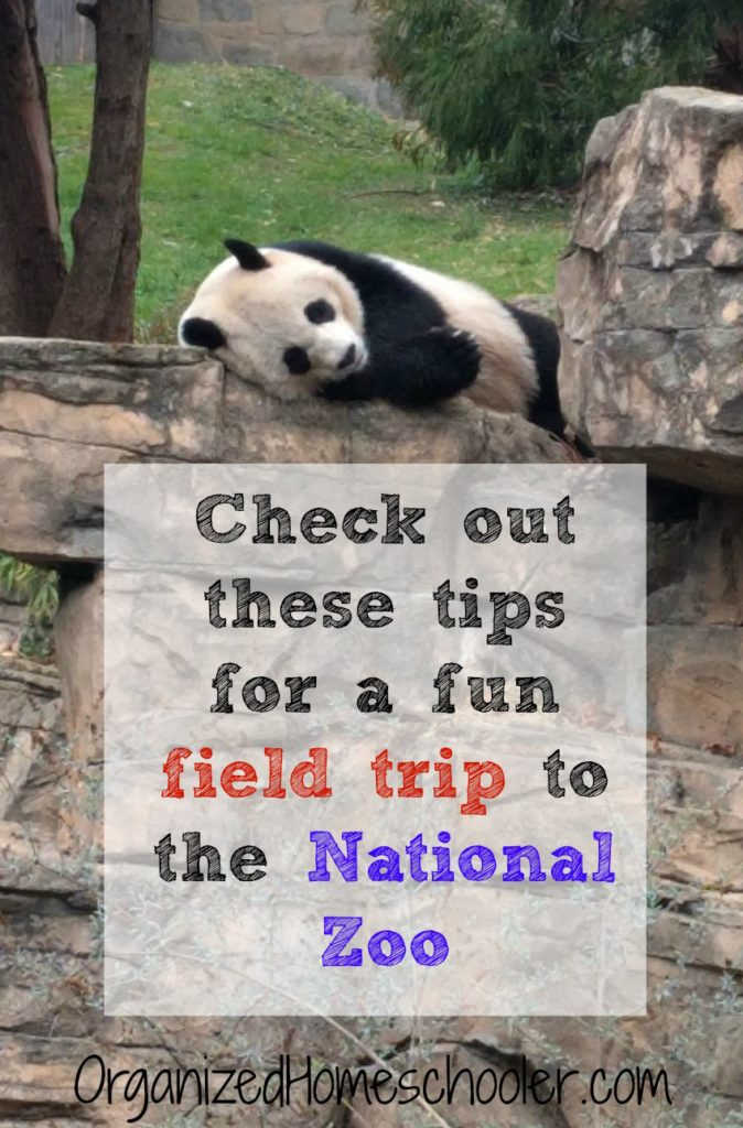 Check out these tips for a fun field trip to the National Zoo written in front of a panda lounging on a rock