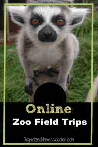 These virtual zoo field trips are a great alternative for the real thing. See your favorite animals every day from the comfort of your own home. Go on online zoo field trips as often as you want . . . for free!