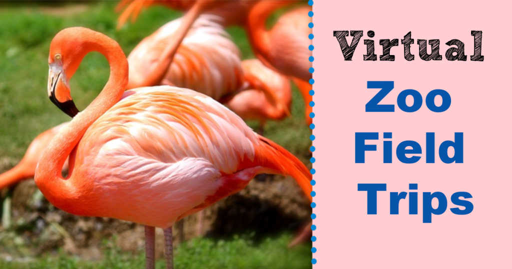 Flamingos with the words virtual zoo field trips