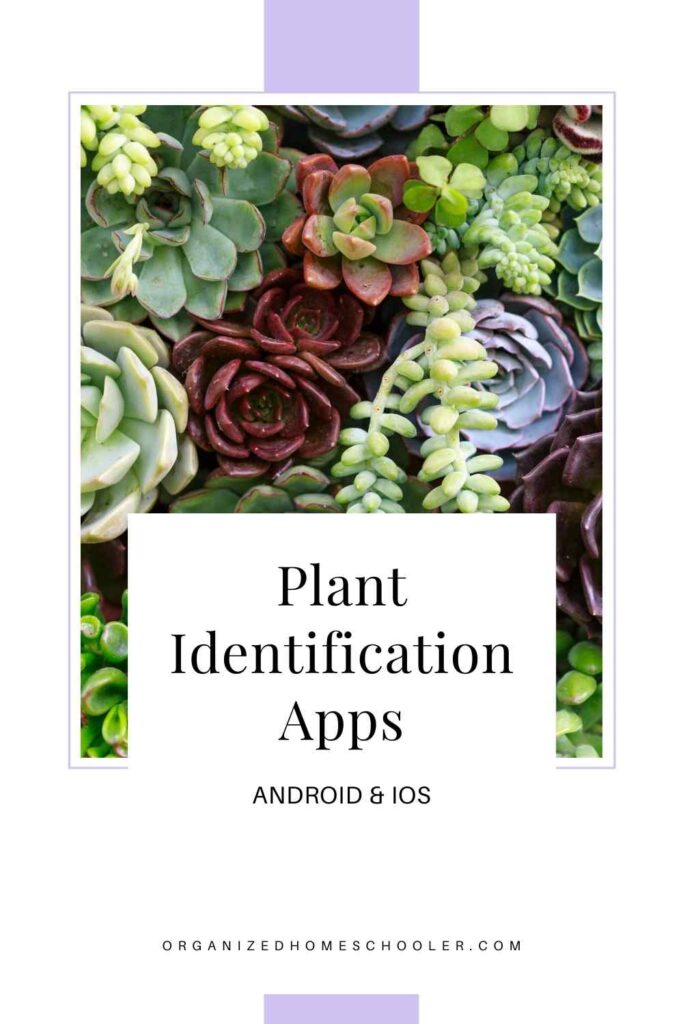 Plant identification apps android and ios written in front of a variety of succulent plants