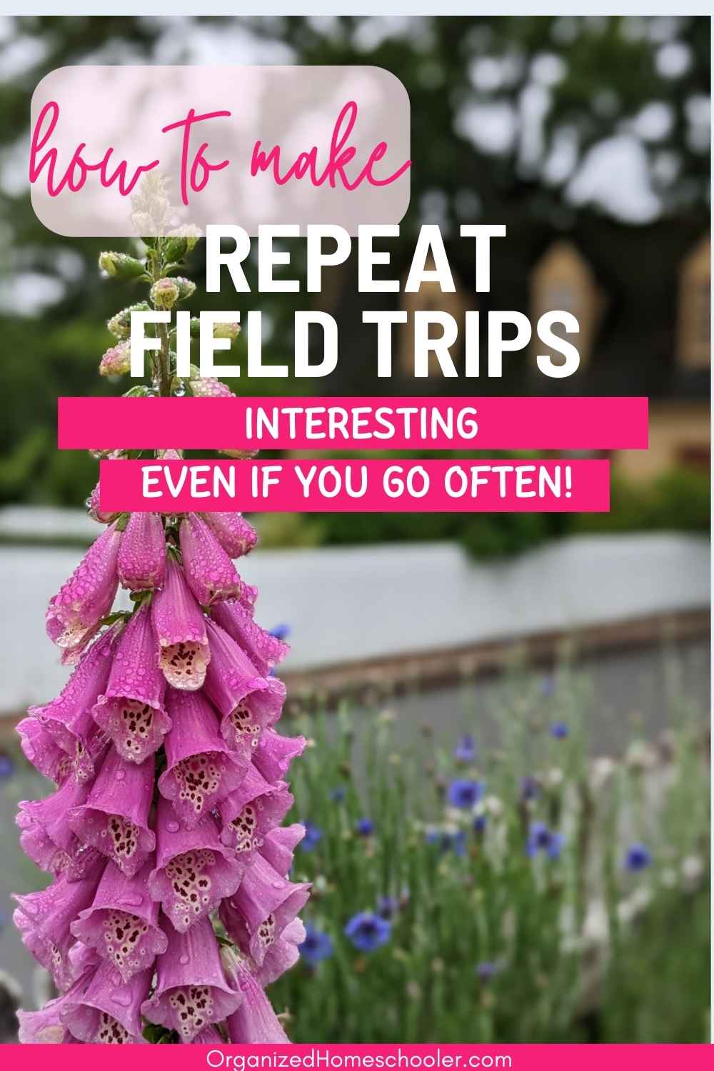 how to make repeat field trips interesting even if you go often written above flowers in a Colonial Williamsburg garden