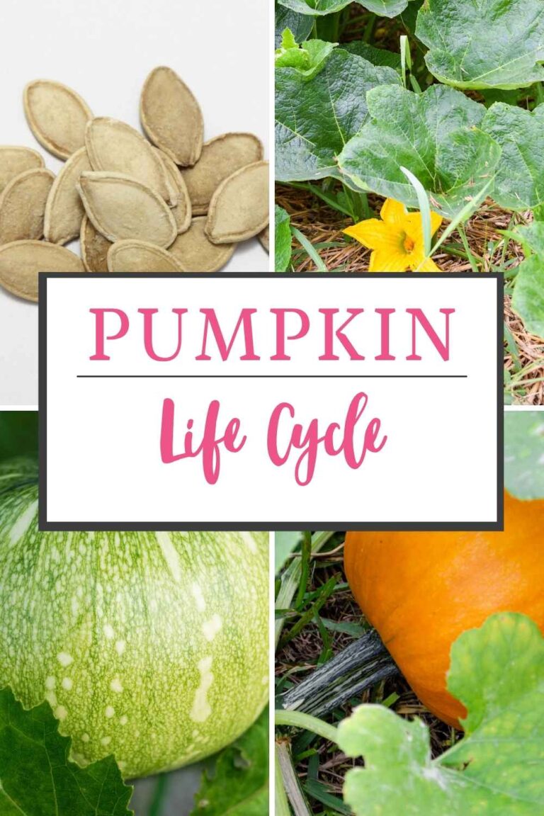 pumpkin life cycle written in the middle of a photo of pumpkin seeds, pumpkin vine and flower, green pumpkin, and an orange pumpkin